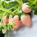 하얀딸기