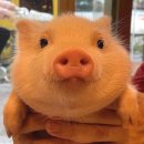 뽑자오빠 이미지