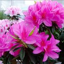 민들레화원 이미지