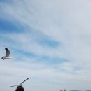 지에스25 거제견내량점 | 거제도 해금강 도장포 유람선 외도 보타니아 섬 투어 거제 아이와 가볼만한곳