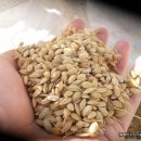 소원농장 이미지