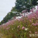 의령천 둔치 - 24 | 의령천 둔치