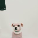 복실강아지 이미지