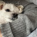 띵동 이미지