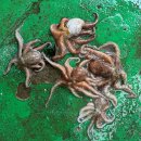 올바른 식탁 이미지