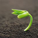 봄에새싹 이미지