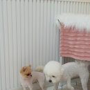 애견지몽 | 울산애견미용 우리 강아지가 웃었어요 - 애견지몽 후기