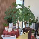 카페나비드 | 경북영천 디저트카페 나비드 치산캠핑장 근처 베이커리 맛집