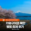 도쿄 후지산 여행 가와구치코 북안 벚꽃 축제 후기