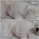 몽블링 | 바스몽 강아지에센스 몽블링 후기