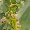 청룡오리돈돈 이미지