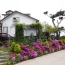 몽산포 송림 이미지