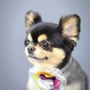 멍멍뷰티 이미지