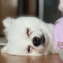더라이프 | 가수분해사료뜻 강아지 붉은 눈물자국사료 추천 펫더라이프