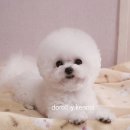 프리미엄캔넬 이미지