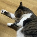 그루밍:담 이미지