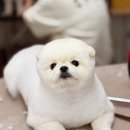 뽀독뽀독 이미지