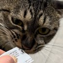 제갈견 동물병원 이미지