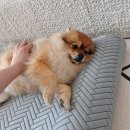 [내돈내산] 오르카홈펫 에어코일 커브 펫 매트리스 강아지방석 후기