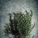 로즈마리 이미지