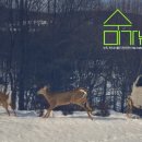 경보사슴 이미지