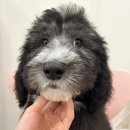 퍼피멜로디 이미지