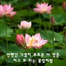 산울림 Daum카페