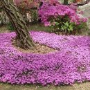 청정한우 이미지