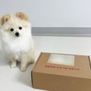 퍼피앤라이프 네이버블로그