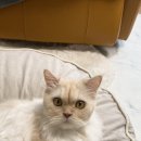 고양이미용사 임서영 이미지