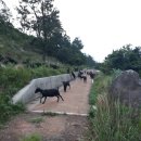 상득목장 이미지