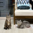 냥집사 | [인천 송도] 고양이숙소 캐스트하우스 후기 / 냥집사 체험 후기 내돈내산