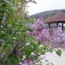 대파니 힐링팜 이미지