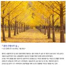 *****설악산 단풍+홍천 은행나무숲 *****22년 10월19일(수)-10월20일(목)/1박2일 이미지