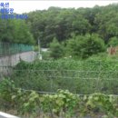 백현동 소로10 네이버블로그