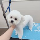 안양애견 이미지