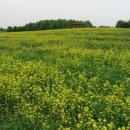 야생화단지내 이미지