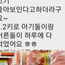 배곧정육점
