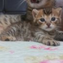 뱅갈냥이 이미지