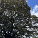 (재)천리포수목원 가든하우스 | 호주(시드니&amp;멜버른) 여행 : 5일차 시드니 (메리톤 스위트 서섹스, 오페라하우스 뷰포인트, 시내 여행)