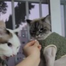 고양이무마취미용 고무미 이미지