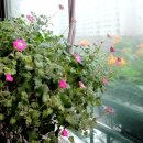 싱글 스크린 골프 이미지