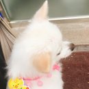 나무애견유치원 | 하남 강아지 유치원 나무애견유치원 울백이 1년정도 다녔지만