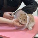 고양이 무마취 미용 냥털도둑 | 김해 장유 고양이 무마취 미용 ‘봄이오냥’ 만족 후기 예민냥이도 성공