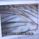 하수오 효능, 먹는방법, 짝퉁구분법 이미지