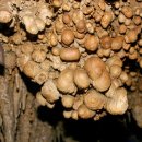 산호동509 이미지