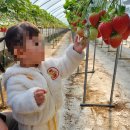 복둥이농장 | [아기랑 외출] 논산 온누리딸기농장 체험