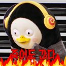 진심코다리