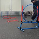 올 마스터 독 이미지