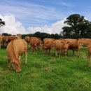 산업목장 이미지